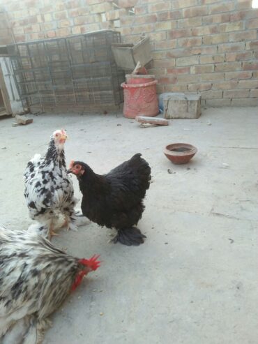 Bantam pair for sale