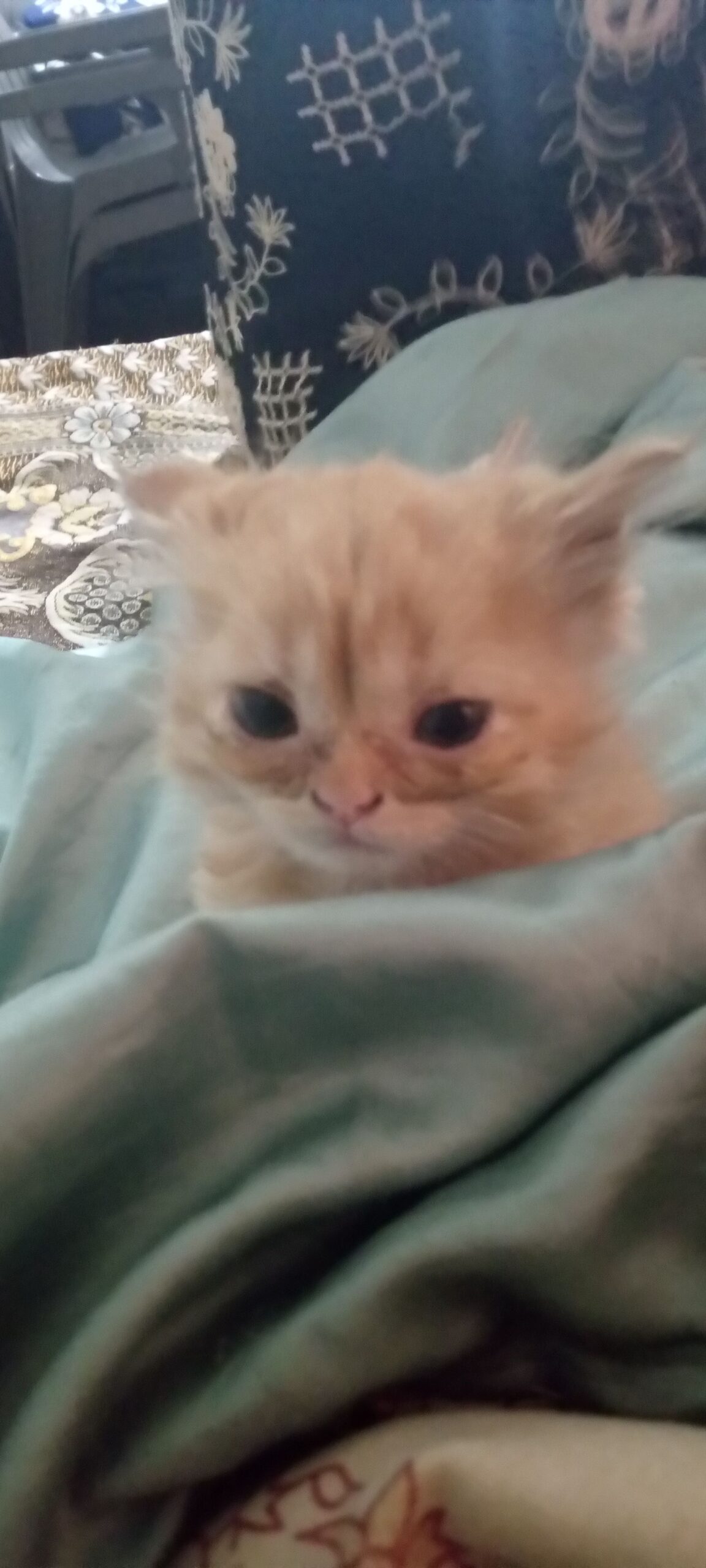 Persian kittens