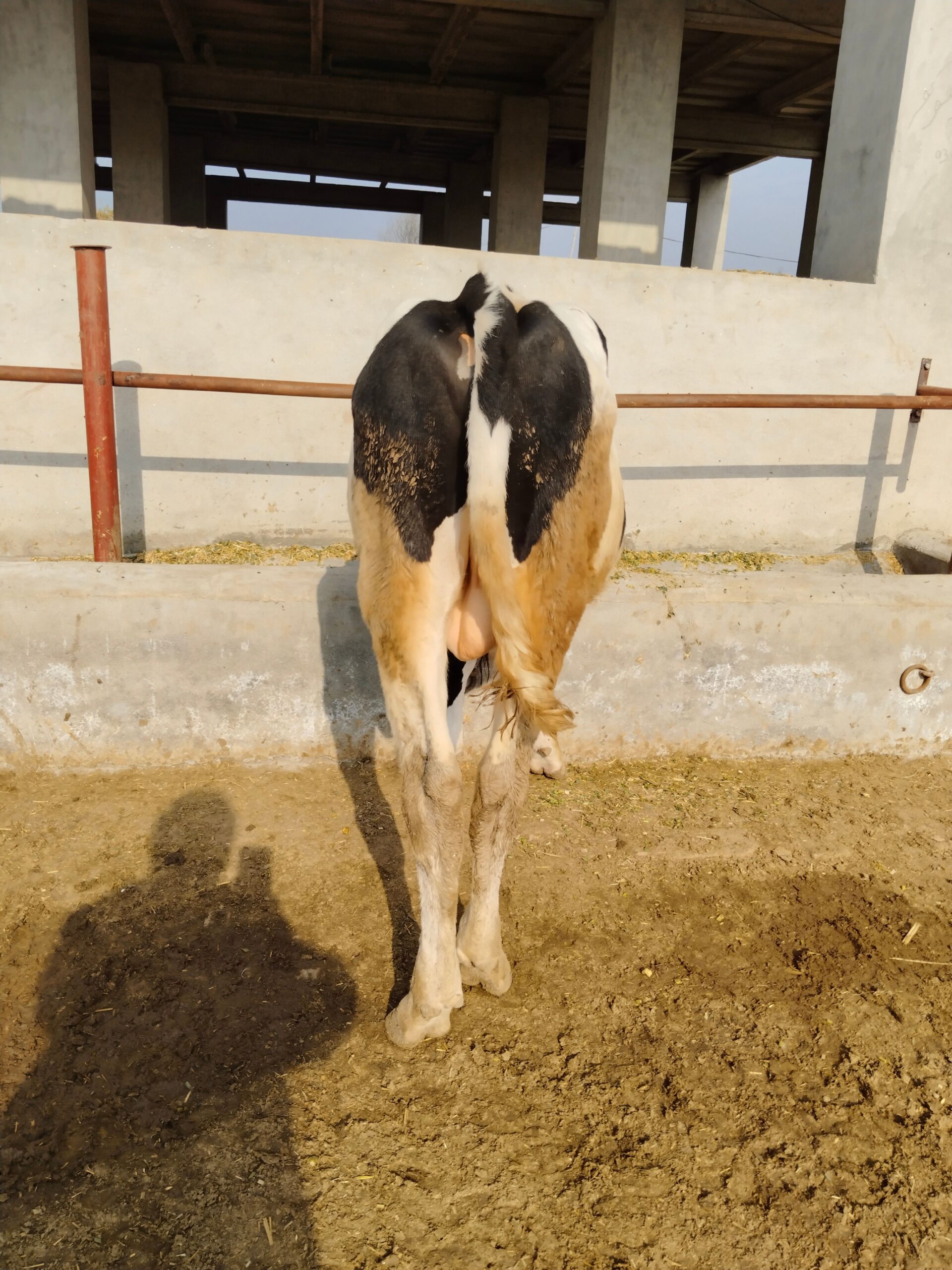 Breeder Hostian Fresian