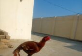 Mianwali breed peela khajurya breeder for sale