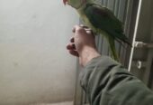 Raw hand tame parrot