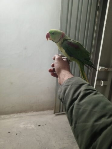 Raw hand tame parrot