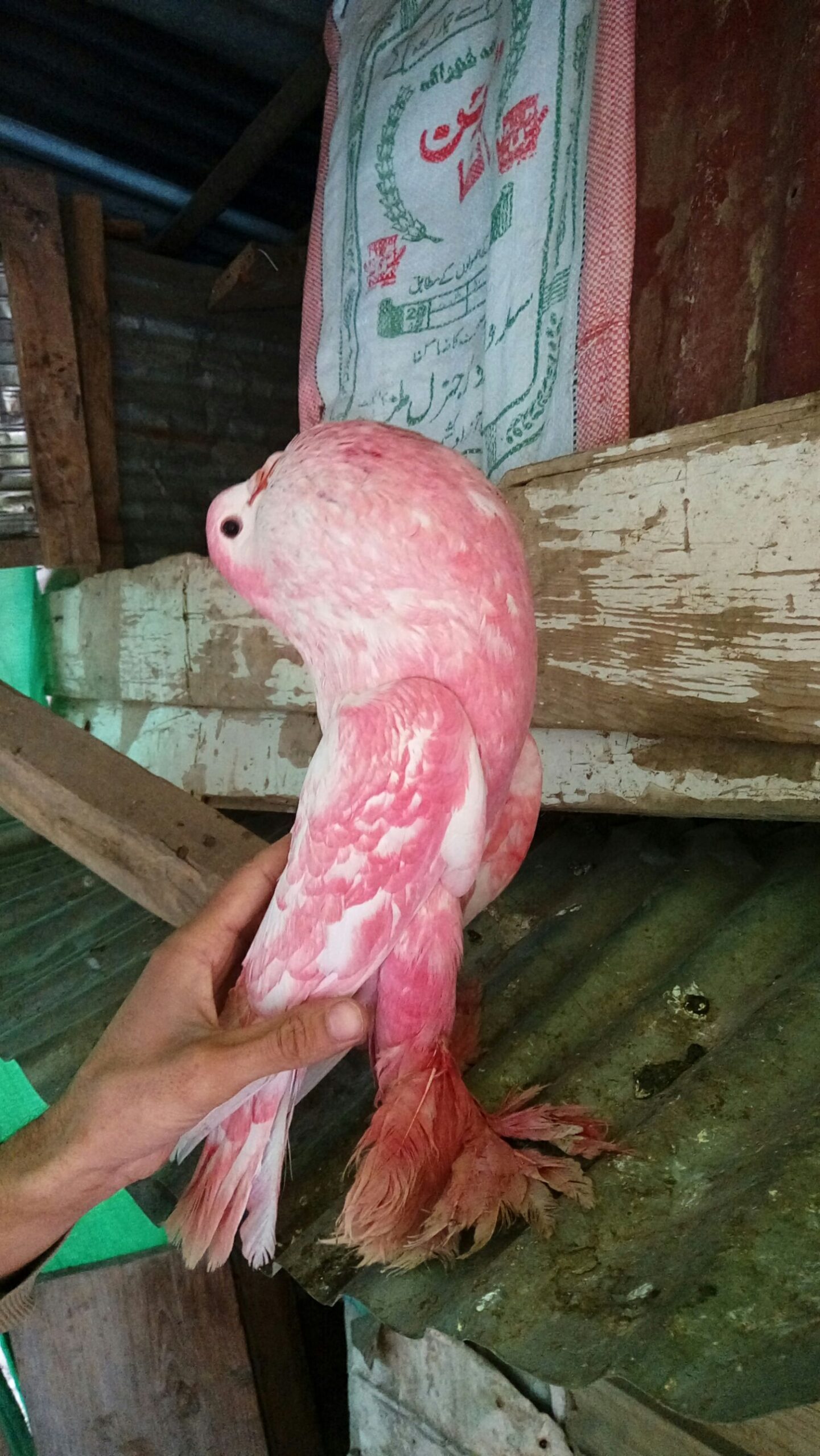 Big size female for sale