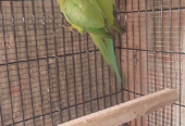 Green parrot