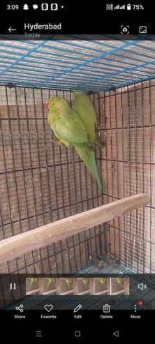 Green parrot