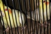 Cocktail pair red eyes ready for eggs healthy and active pair h cage breeding box feeding box all setup available