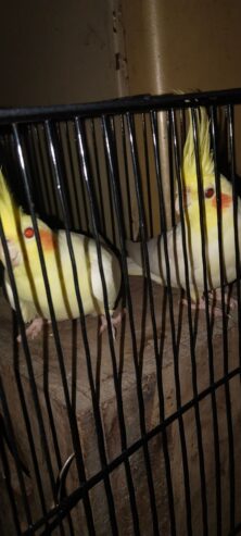 Cocktail pair red eyes ready for eggs healthy and active pair h cage breeding box feeding box all setup available