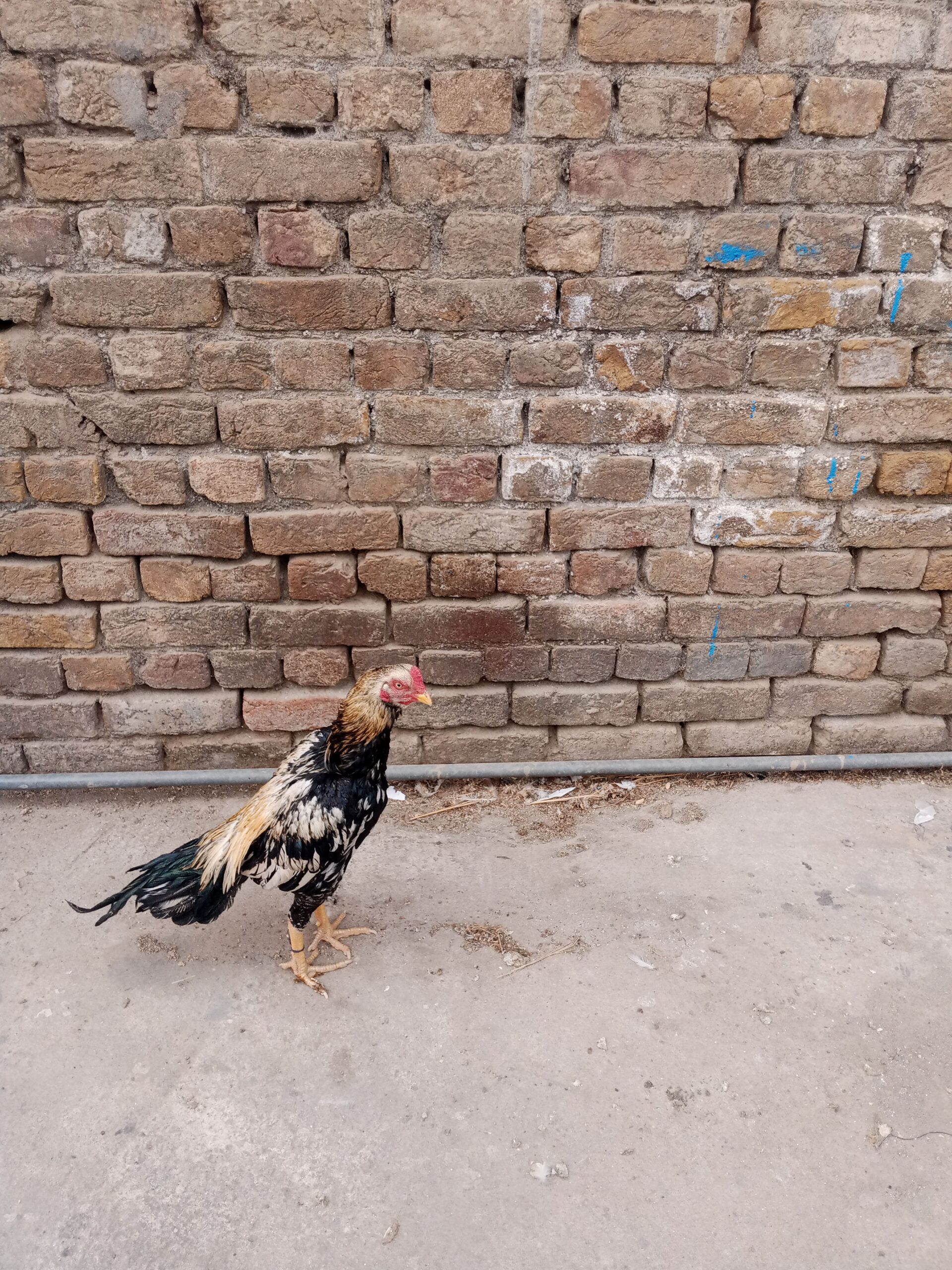 Aseel pair for sale