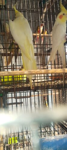 Cocktail pair red eyes ready for eggs healthy and active pair h cage breeding box feeding box all setup available