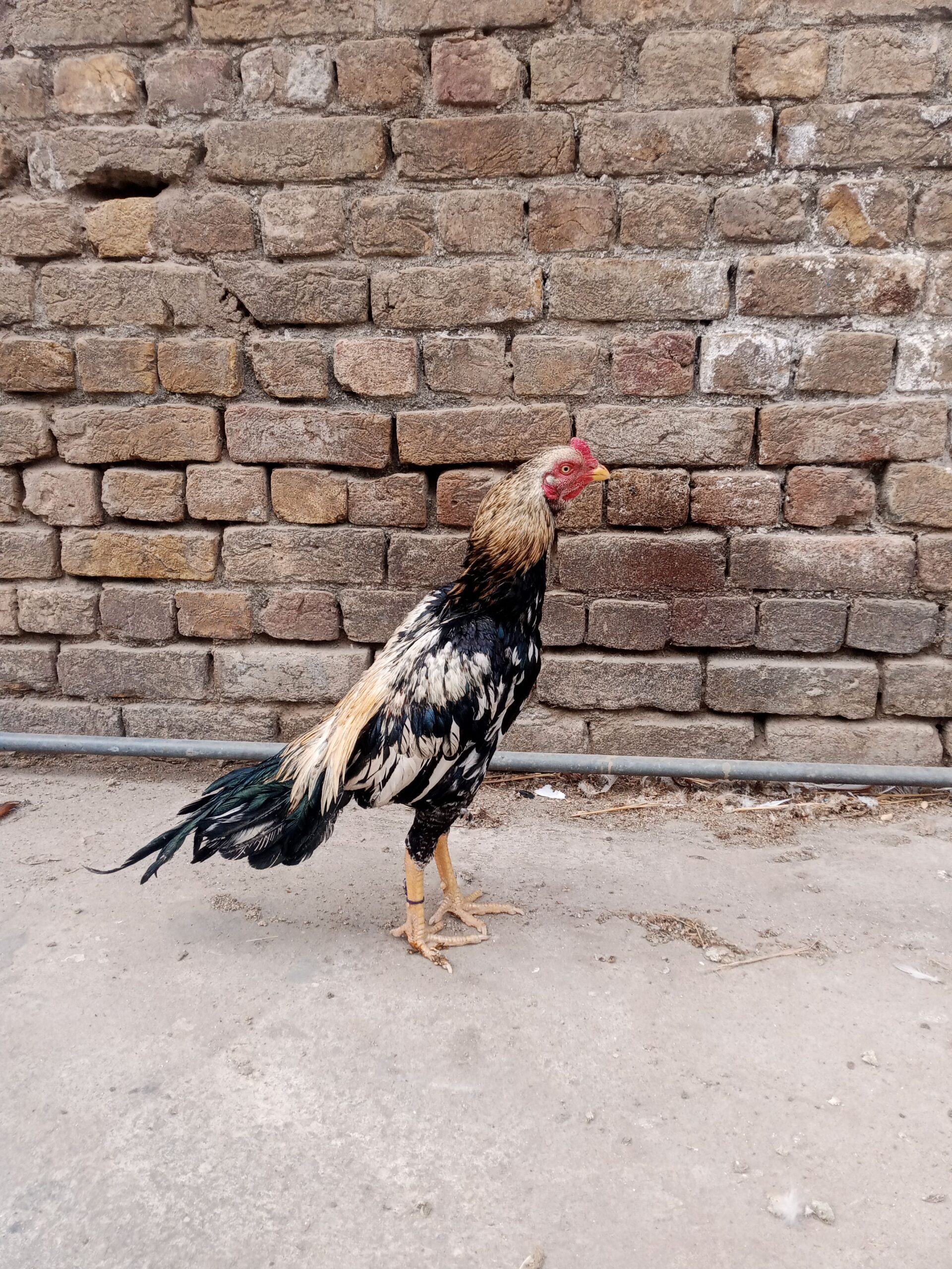 Aseel pair for sale