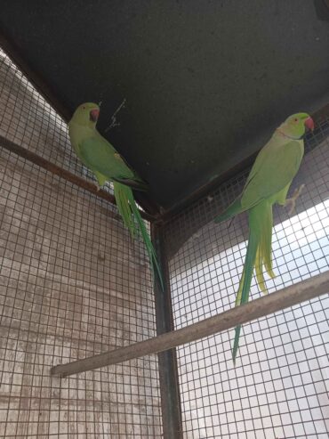 Ringneck Parrot ready to breed pair