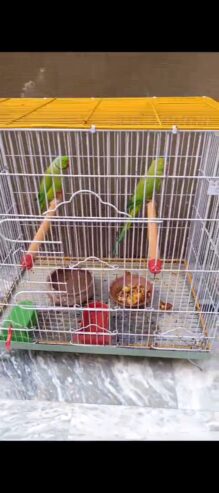 Green Ringneck