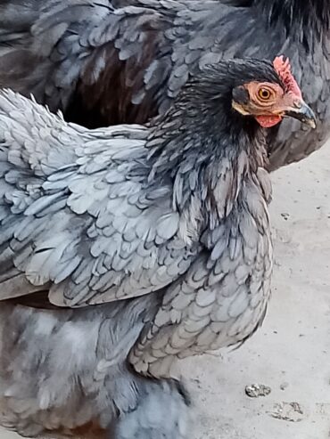 Batam breeder pair for sale location haveli lakha okara