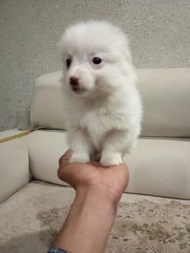 Pomeranian puppy