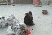 Bantam pair for sale