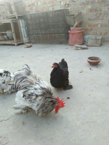 Bantam pair for sale