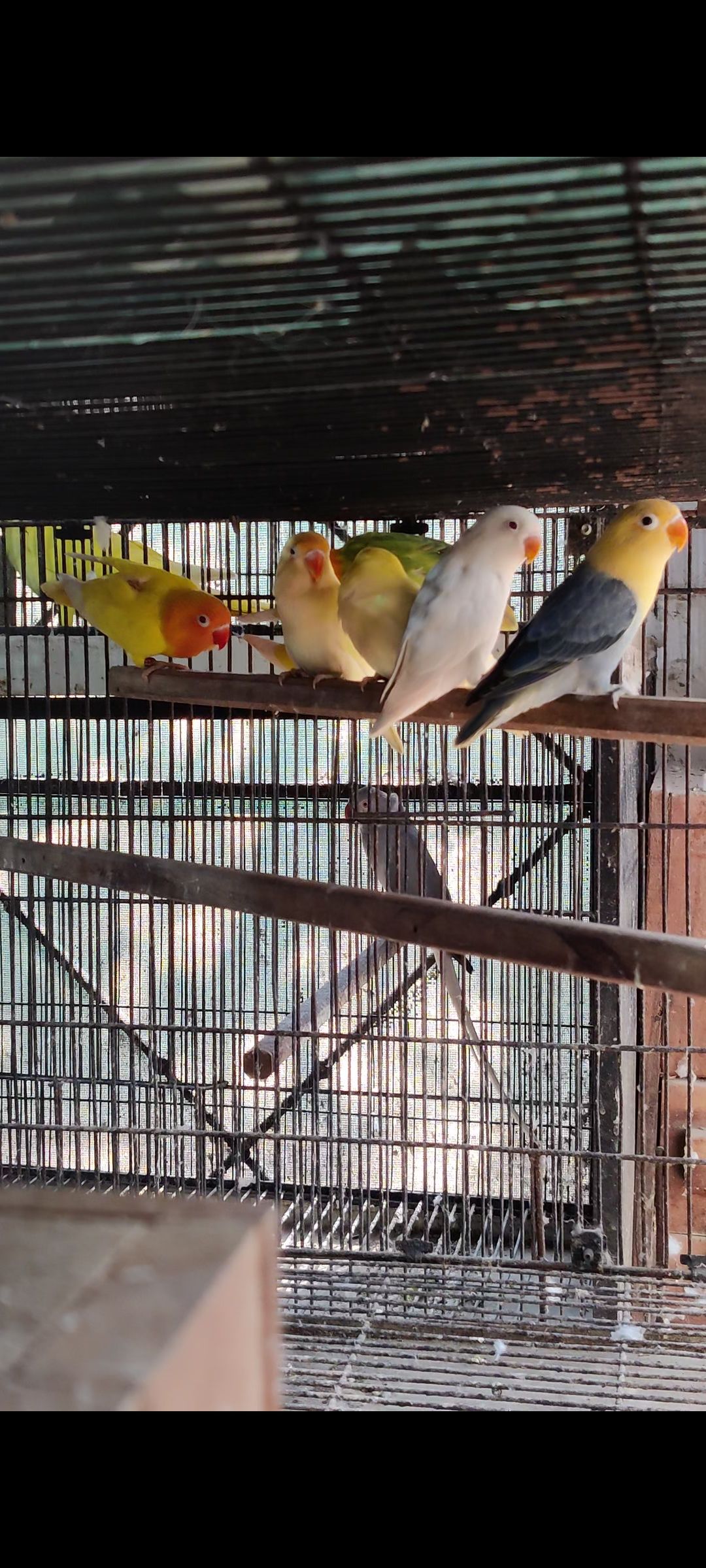 Love birds all colours available