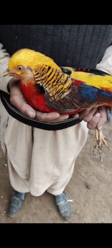 Red golden pheasant