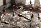 Red golden pheasant