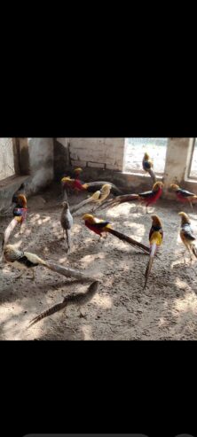 Red golden pheasant