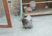 Bantam pair for sale