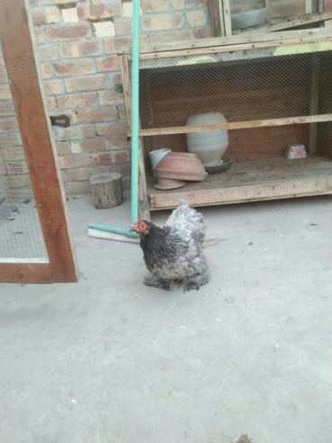 Bantam pair for sale