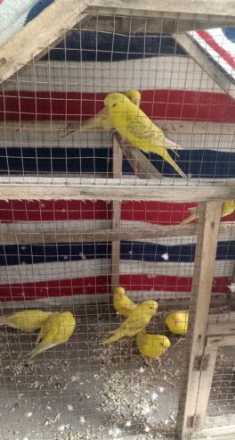 Budgies birds