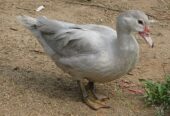 Muscovy ducks