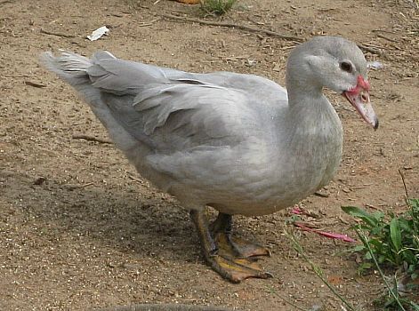 Muscovy ducks