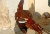 Mianwali breed peela khajurya breeder for sale