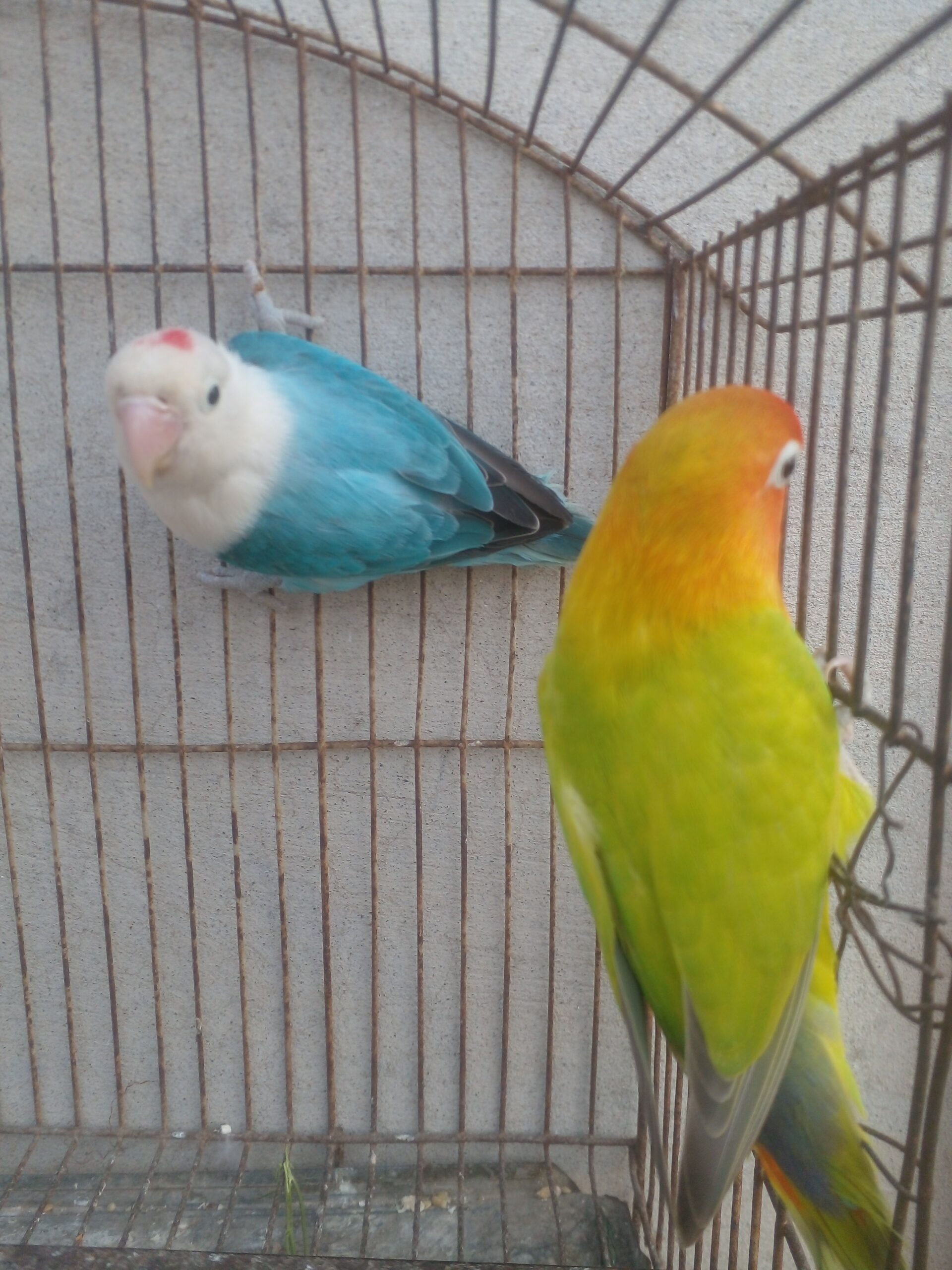 Ready For Breed Bounded Pairs