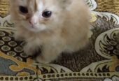 Persian kittens