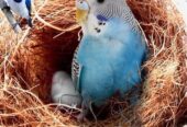 Pack Of 4 Nesting Material For Parrots Birds Nest