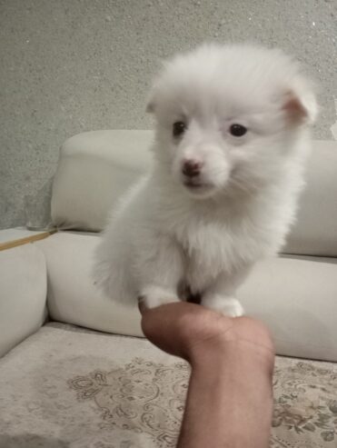 Pomeranian puppy