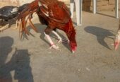 Mianwali breed peela khajurya breeder for sale