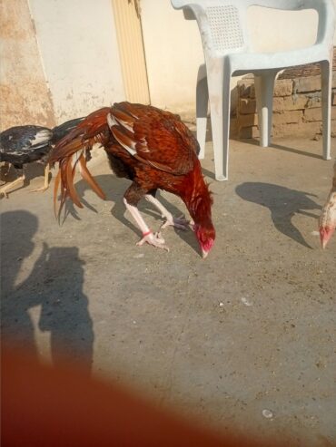 Mianwali breed peela khajurya breeder for sale