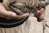 Red golden pheasant