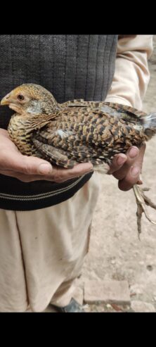 Red golden pheasant