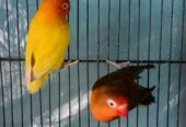 Love birds breeder pair