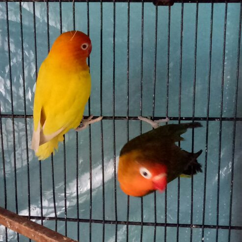 Love birds breeder pair