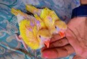 Yellow ringneck chicks