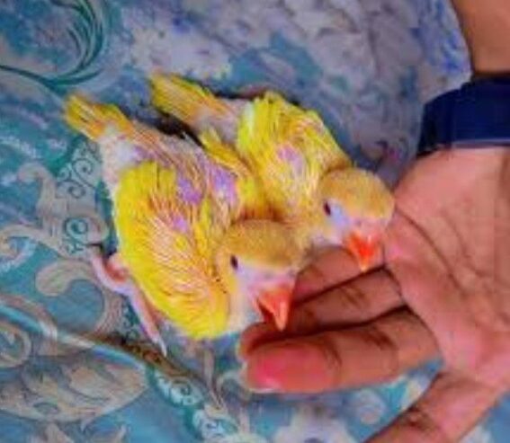 Yellow ringneck chicks