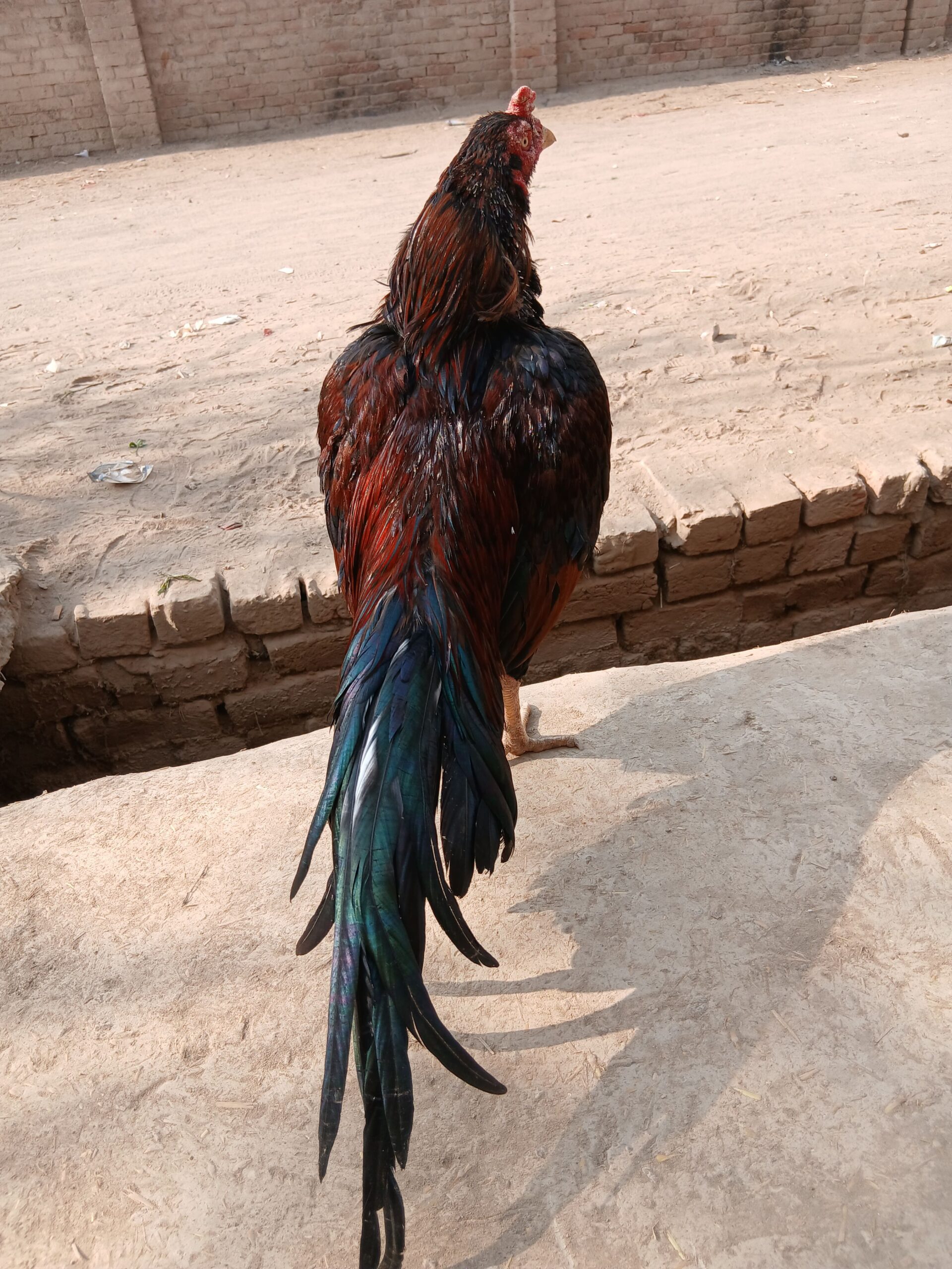 Mianwali aseel