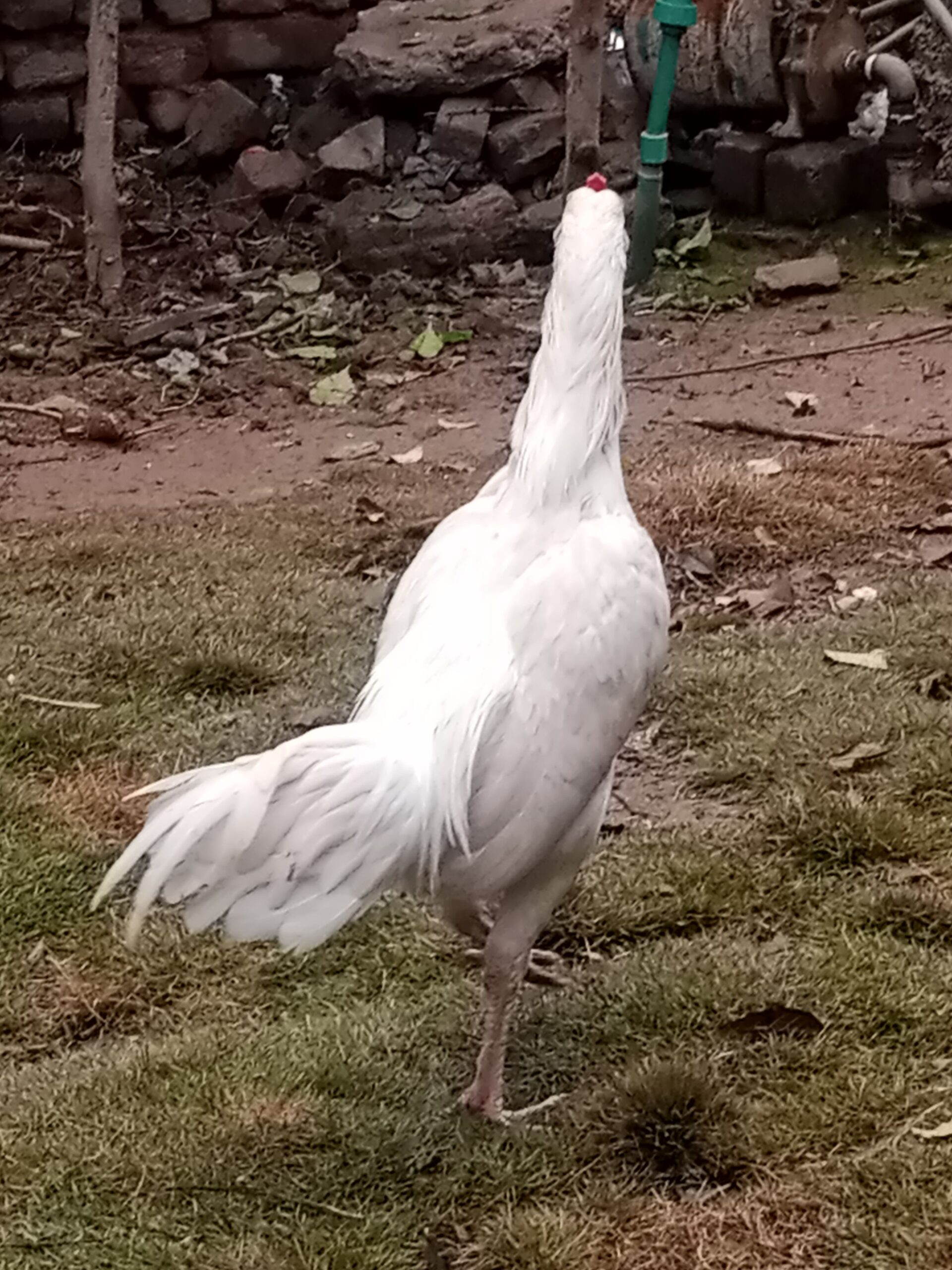 Heera aseel pair
