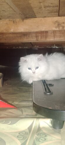 Persian cat