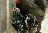 AYAM CEMANI/BRAHMA/WYANDOTTE/HEAVY COCHIN FERTILE EGGS