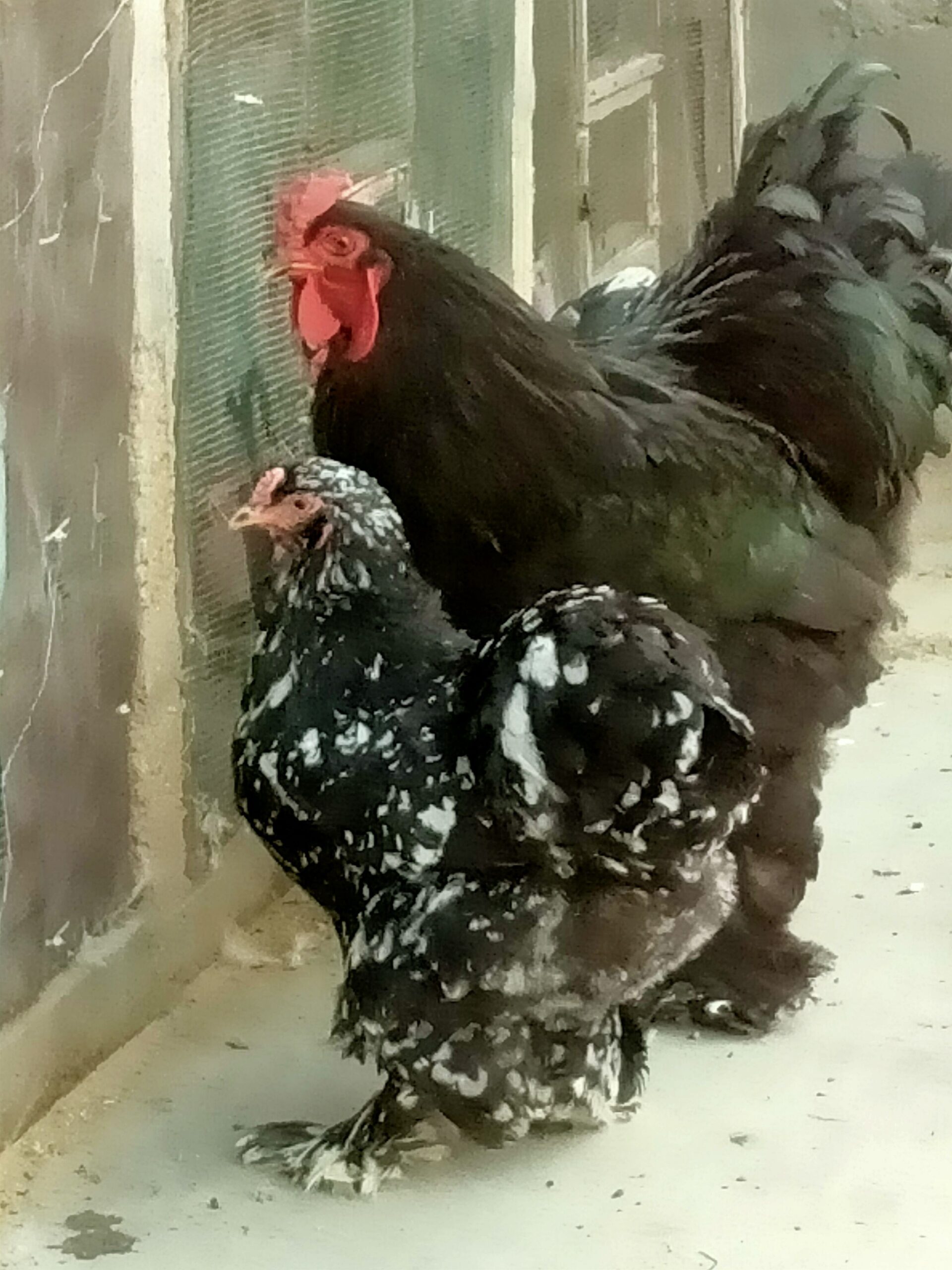 AYAM CEMANI/BRAHMA/WYANDOTTE/HEAVY COCHIN FERTILE EGGS