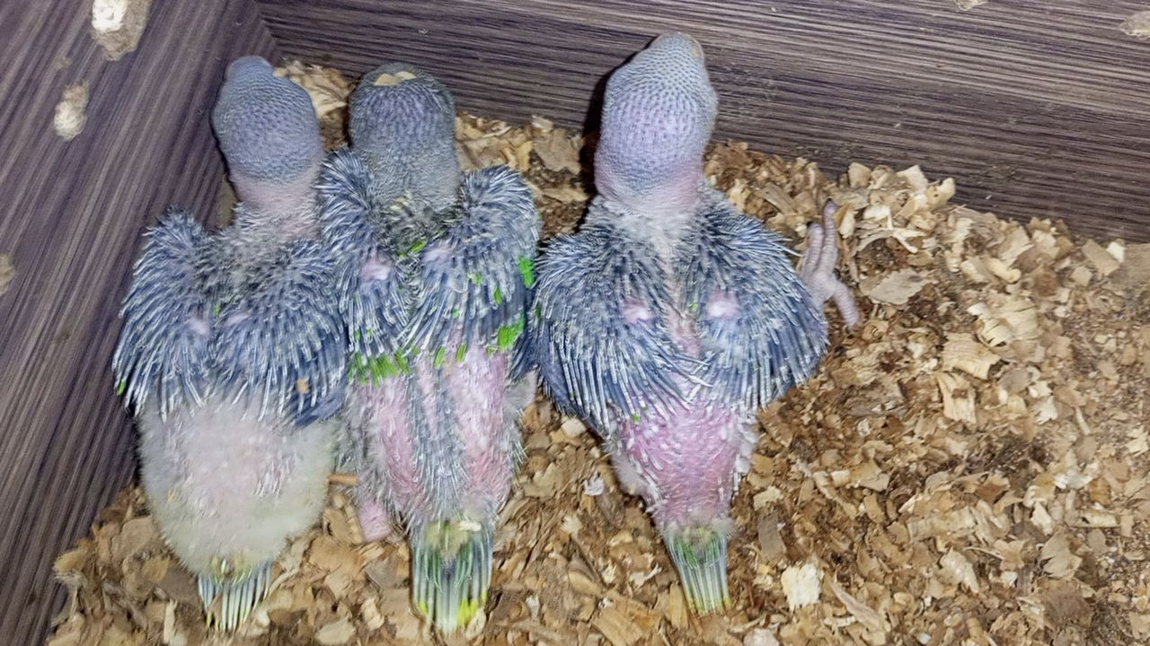 Raw chiks