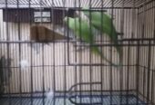 Breader pair parrot