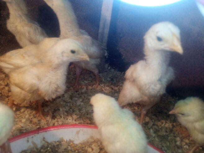 Pure white shamo chicks